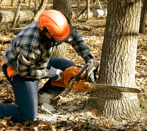 Tree Removal in Silverdale, PA